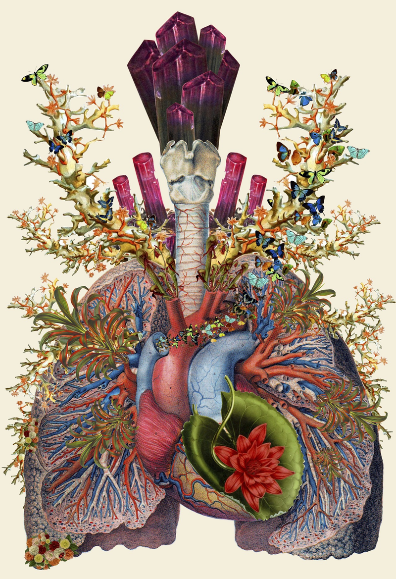 Illustration for article titled Surreal Collages of Animals, Plants, and Body Parts Are Subtly Creepy